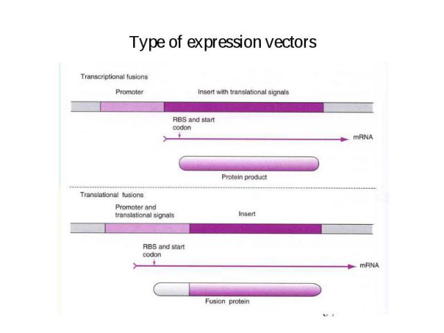 Type of expression vectors