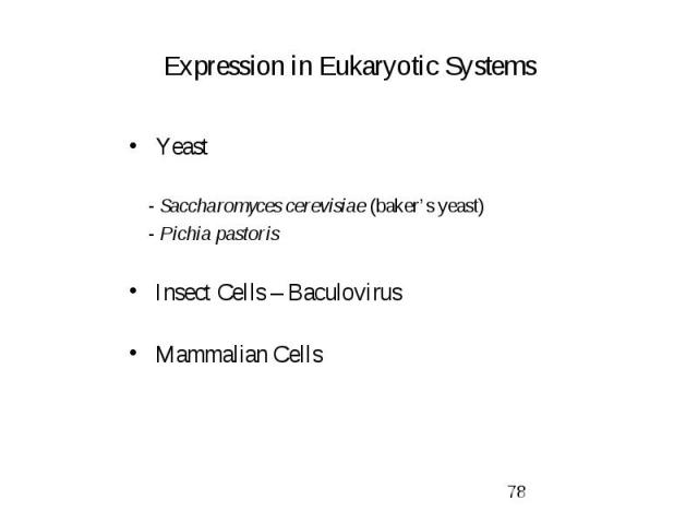 Expression in Eukaryotic Systems Yeast - Saccharomyces cerevisiae (baker’s yeast) - Pichia pastoris Insect Cells – Baculovirus Mammalian Cells