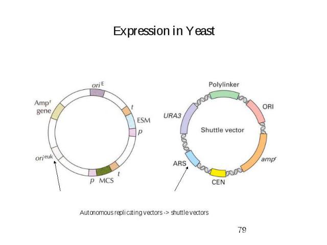Expression in Yeast