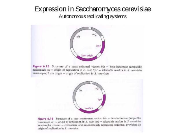 Expression in Saccharomyces cerevisiae Autonomous replicating systems