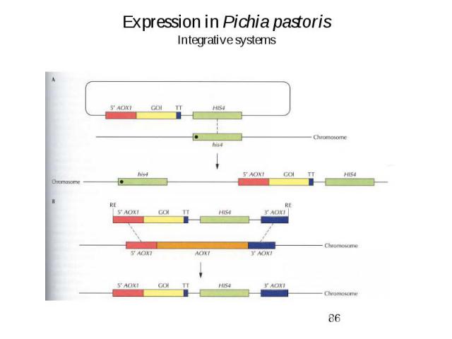 Expression in Pichia pastoris Integrative systems