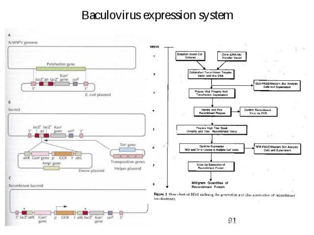 Baculovirus expression system