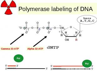 Polymerase labeling of DNA