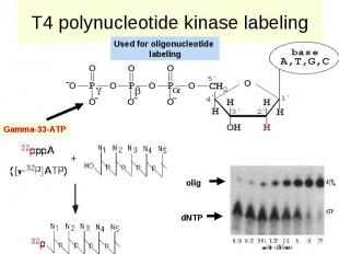 T4 polynucleotide kinase labeling