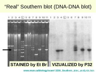 “Real” Southern blot (DNA-DNA blot)