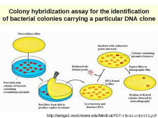 Colony hybridization assay for the identification of bacterial colonies carrying