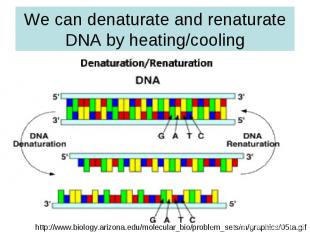 We can denaturate and renaturate DNA by heating/cooling