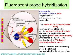 Fluorescent probe hybridization