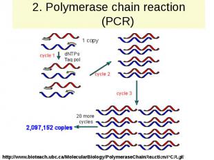 2. Polymerase chain reaction (PCR)