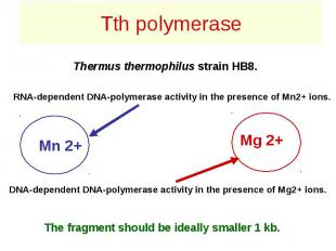Tth polymerase