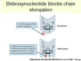 Dideoxynucleotide blocks chain elongation