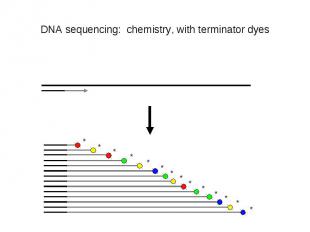 DNA sequencing: chemistry, with terminator dyes