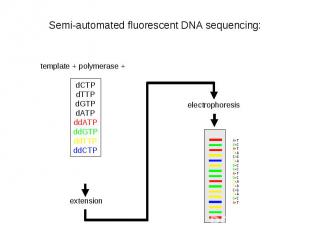 Semi-automated fluorescent DNA sequencing: