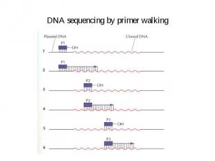 DNA sequencing by primer walking