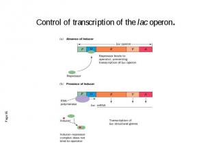 Control of transcription of the lac operon.