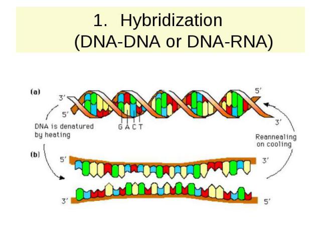 Hybridization (DNA-DNA or DNA-RNA)