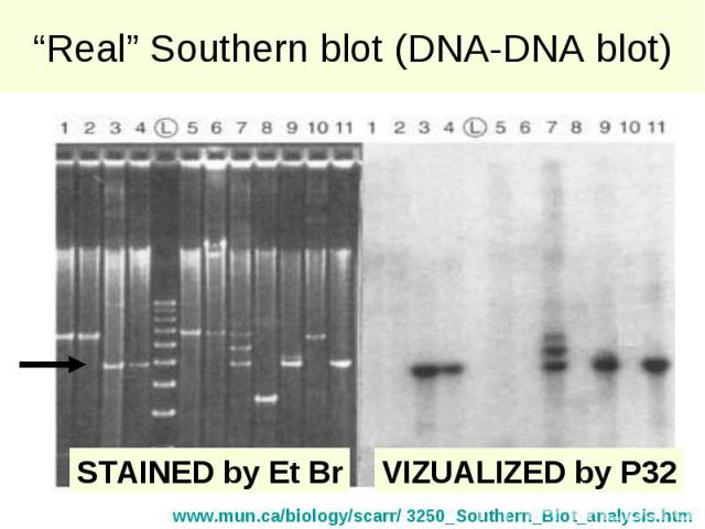 “Real” Southern blot (DNA-DNA blot)