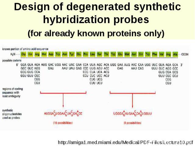 Design of degenerated synthetic hybridization probes (for already known proteins only)