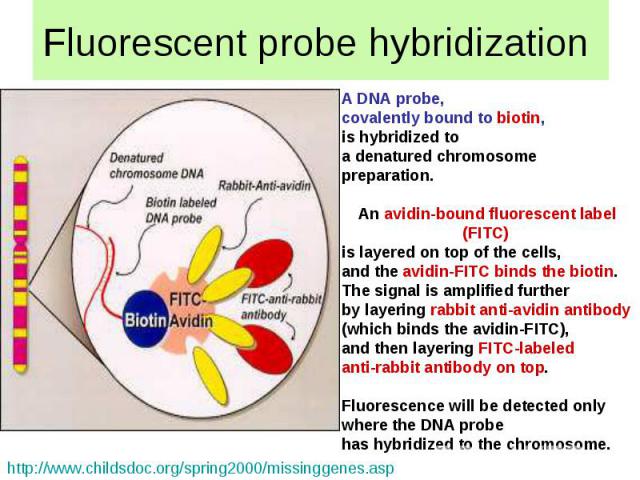 Fluorescent probe hybridization