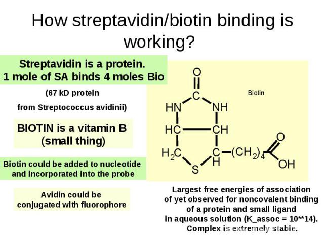 How streptavidin/biotin binding is working?