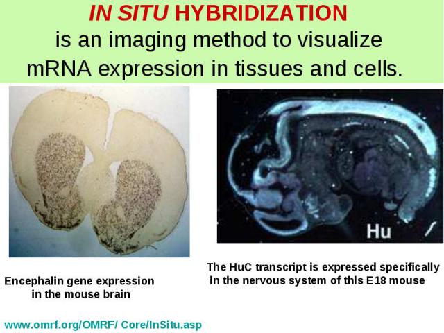 IN SITU HYBRIDIZATION is an imaging method to visualize mRNA expression in tissues and cells. 