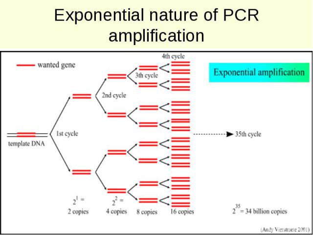 Exponential nature of PCR amplification