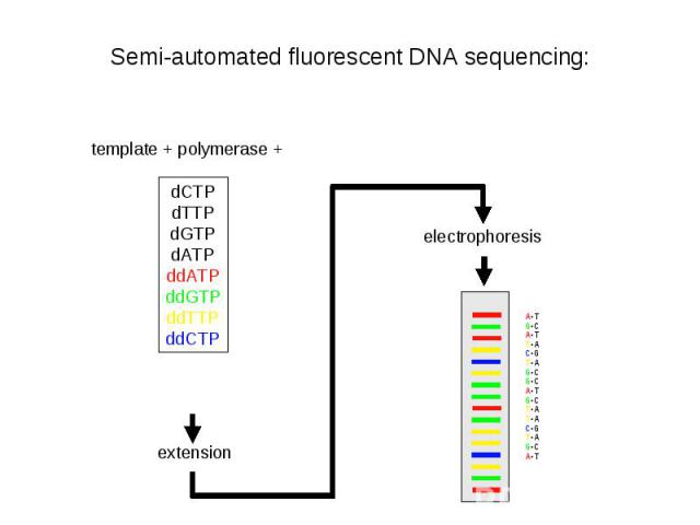 Semi-automated fluorescent DNA sequencing: