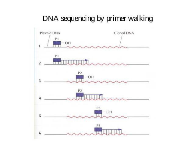 DNA sequencing by primer walking