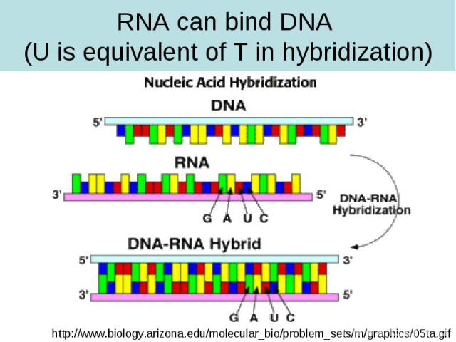 RNA can bind DNA (U is equivalent of T in hybridization)