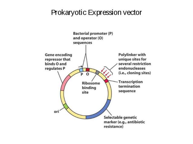 Prokaryotic Expression vector