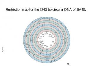 Restriction map for the 5243-bp circular DNA of SV40.