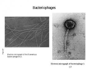 Electron micrograph of bacteriophage λ.