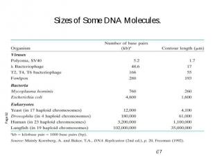Sizes of Some DNA Molecules.