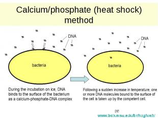 Calcium/phosphate (heat shock) method