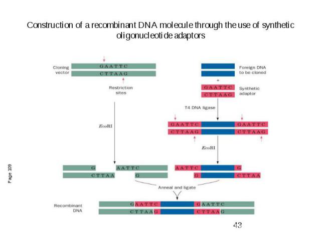 Construction of a recombinant DNA molecule through the use of synthetic oligonucleotide adaptors