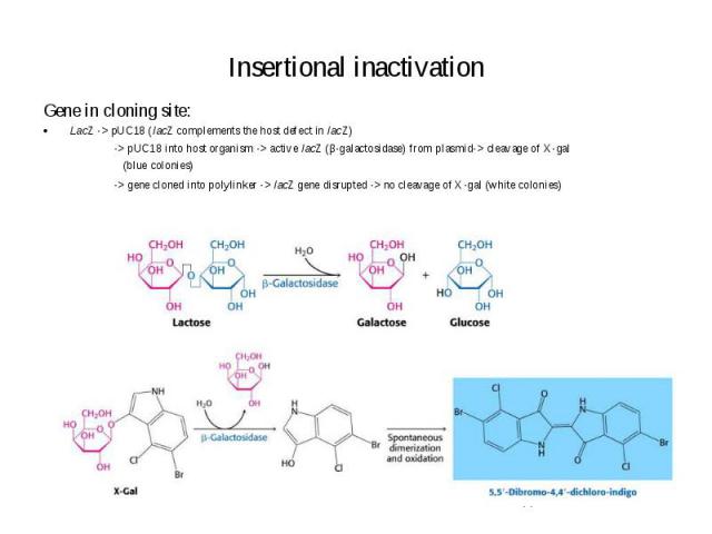 Insertional inactivation Gene in cloning site: LacZ -> pUC18 (lacZ complements the host defect in lacZ) -> pUC18 into host organism -> active lacZ (β-galactosidase) from plasmid-> cleavage of X-gal (blue colonies) -> gene cloned into …