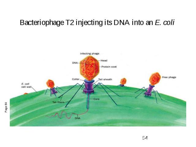 Bacteriophage T2 injecting its DNA into an E. coli
