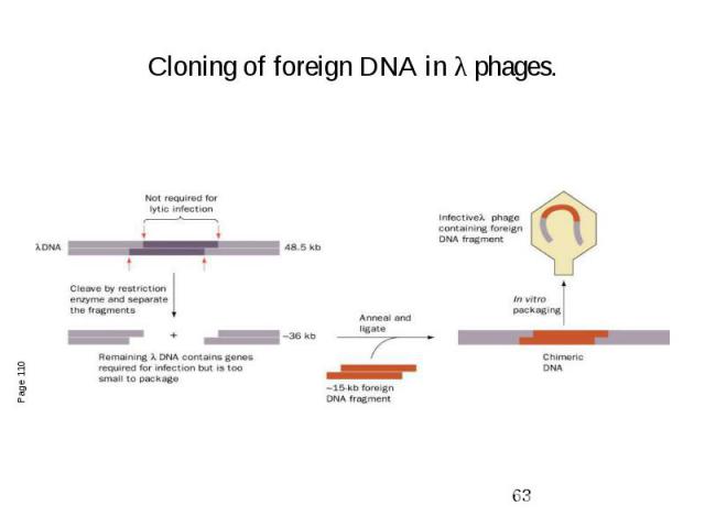 Cloning of foreign DNA in λ phages.