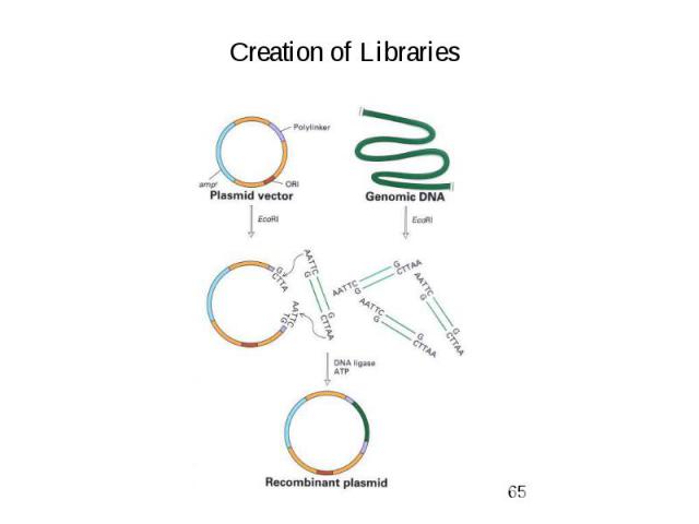 Creation of Libraries