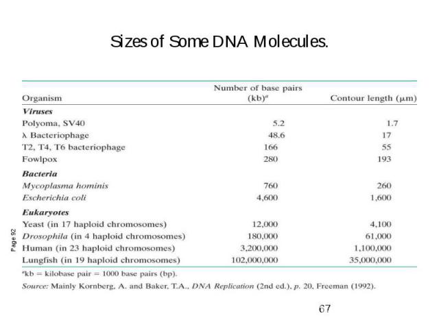 Sizes of Some DNA Molecules.