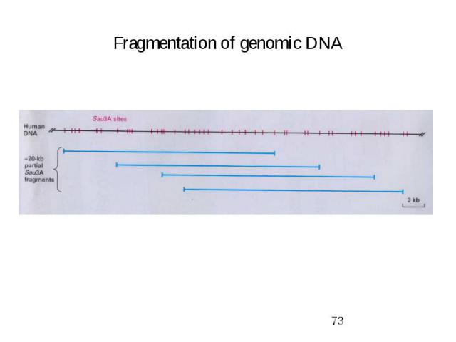 Fragmentation of genomic DNA