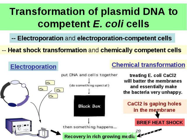 Transformation of plasmid DNA to competent E. coli cells