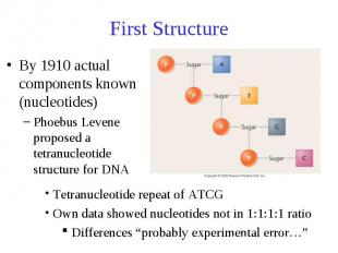 First Structure By 1910 actual components known (nucleotides) Phoebus Levene pro