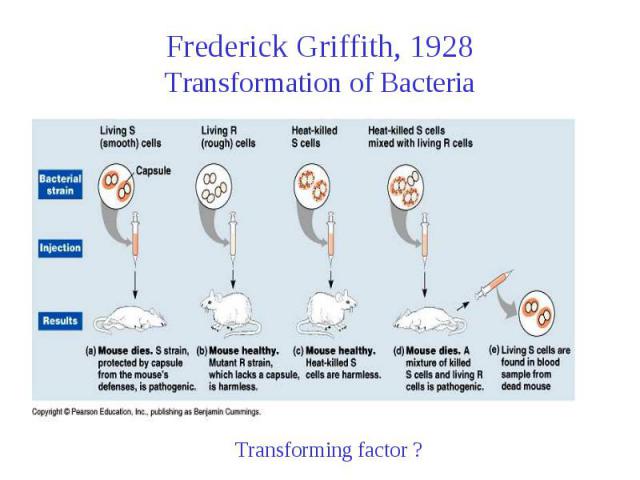 Frederick Griffith, 1928 Transformation of Bacteria