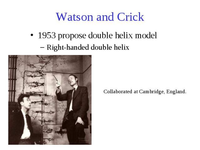 Watson and Crick 1953 propose double helix model Right-handed double helix