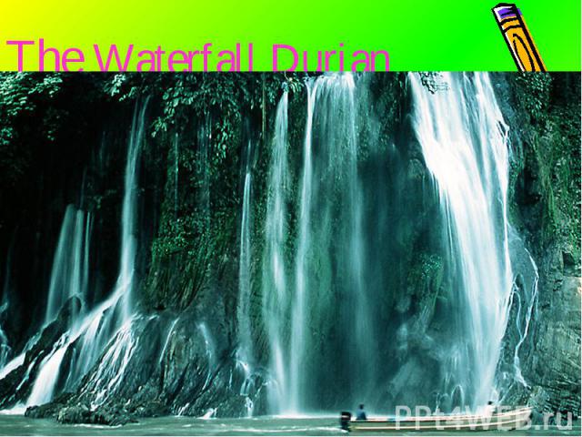 The Waterfall Durian