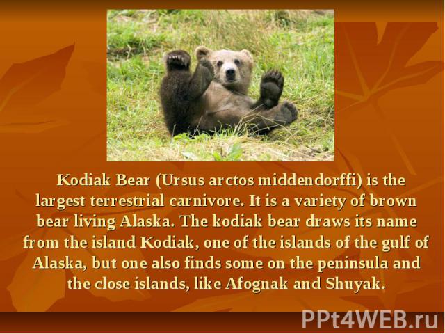Kodiak Bear (Ursus arctos middendorffi) is the largest terrestrial carnivore. It is a variety of brown bear living Alaska. The kodiak bear draws its name from the island Kodiak, one of the islands of the gulf of Alaska, but one also finds some on th…