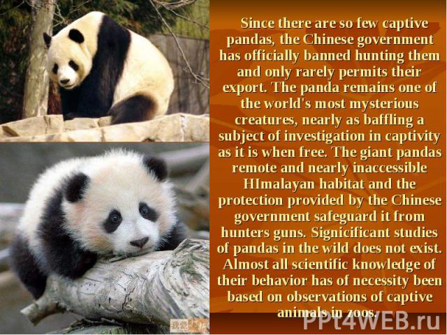 Since there are so few captive pandas, the Chinese government has officially banned hunting them and only rarely permits their export. The panda remains one of the world's most mysterious creatures, nearly as baffling a subject of investigation in c…