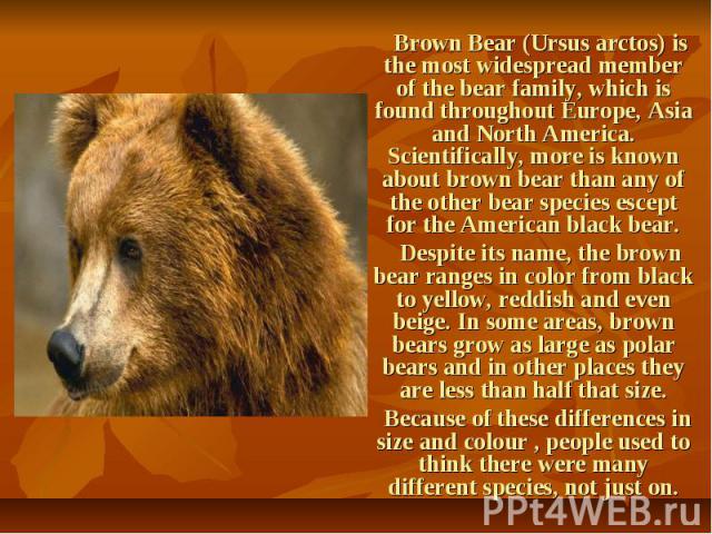 Brown Bear (Ursus arctos) is the most widespread member of the bear family, which is found throughout Europe, Asia and North America. Scientifically, more is known about brown bear than any of the other bear species escept for the American black bea…
