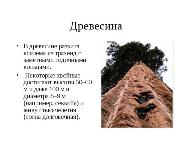 Древесина В древесине развита ксилема из трахеид с заметными годичными кольцами. Некоторые хвойные достигают высоты 50–60 м и даже 100 м и диаметра 6–9 м (например, секвойя) и живут тысячелетия (сосна долговечная).